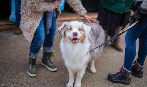 adult white and brown Australian shepherd in between persons