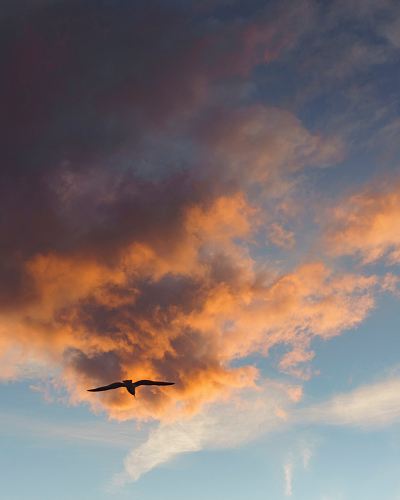 black bird flying at sky