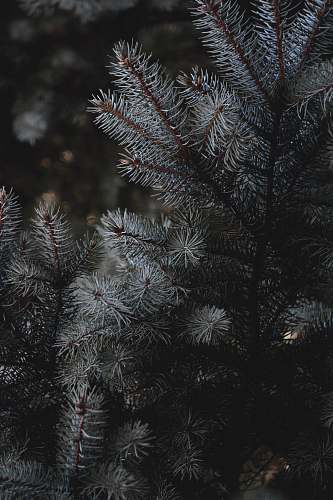 tree green pine tree covered with snow fir