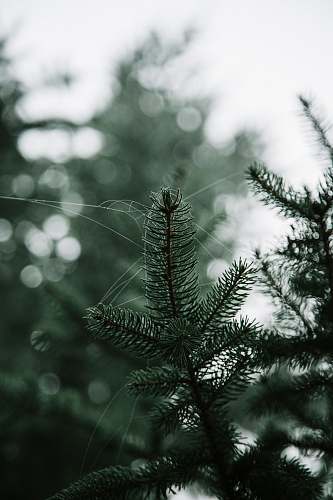 tree green pine tree conifer