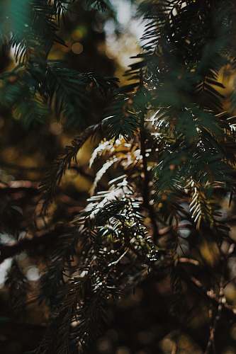 tree green plants in close-up photography conifer
