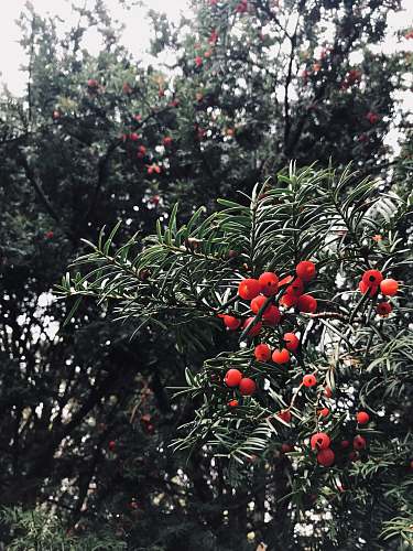 tree selective focus photo of fruits conifer