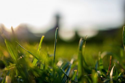 selective focus of grass