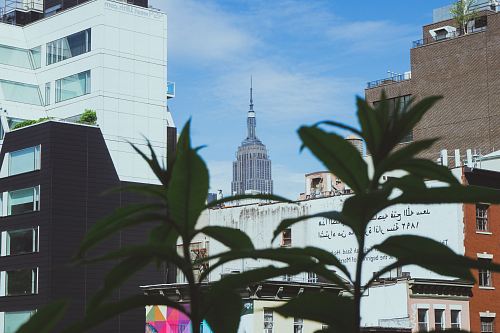 white and grey buildings behind green plant