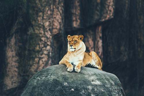 wildlife lioness laying on gray rock cougar