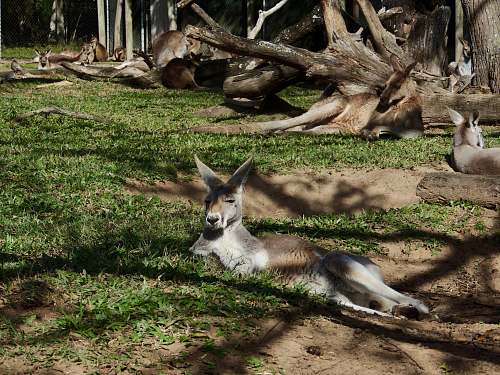 wildlife resting kangaroos kangaroo