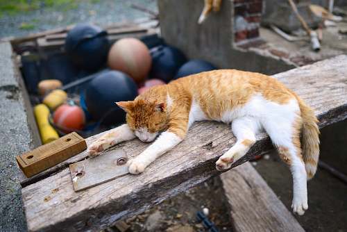 animal orange tabby cat lying on brown wooden plank during daytime photography feline