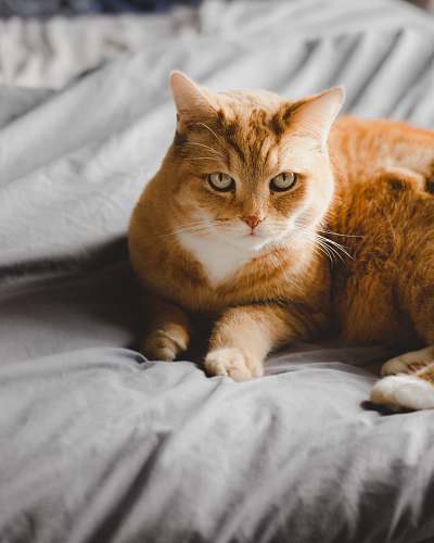 animal selective focus of orange tabby cat pet