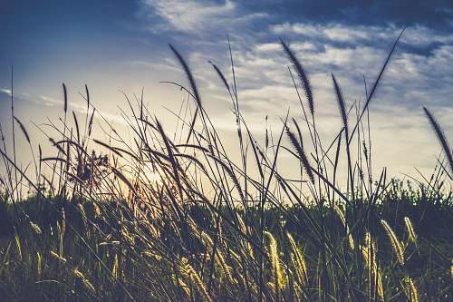 nature landscape photography of green grass field wheat