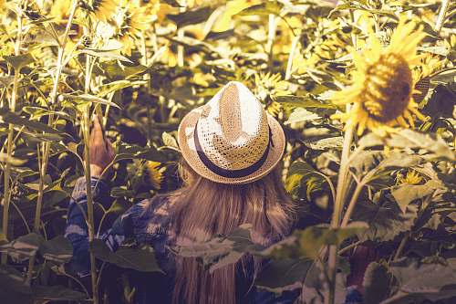 hat person wearing white hat beside sunflower fields flora