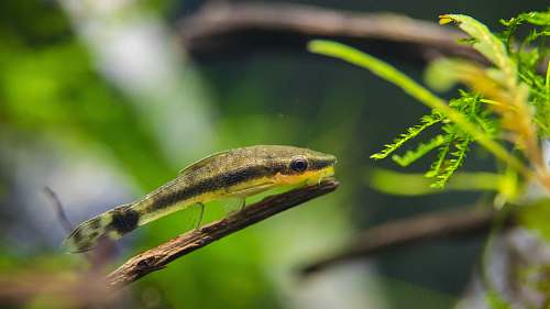 hungary shalow focus photo of fish fern