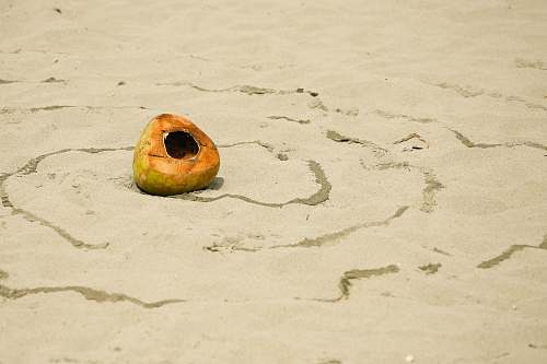 coconut coconut shell on sand fruit