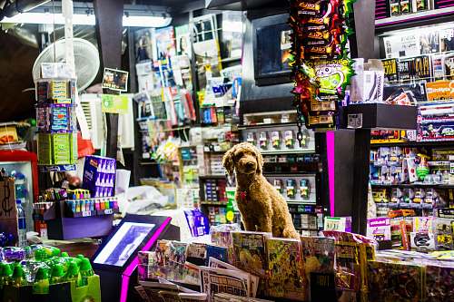 newsstand  animal