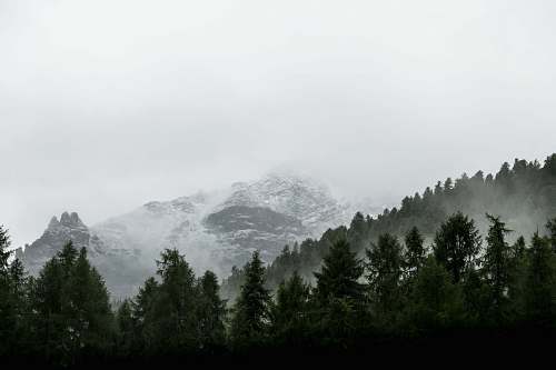 nature evergreen trees on slope of snowy mountain outdoors