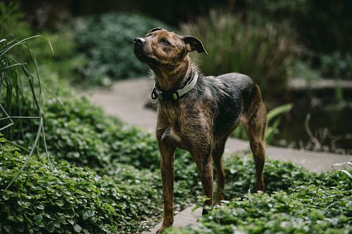 brown and black dog standing on grass field