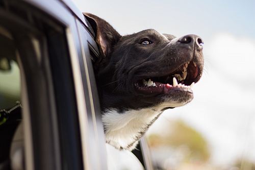dog looking out the window
