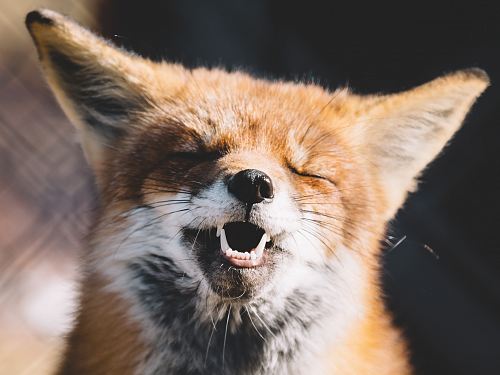 fox