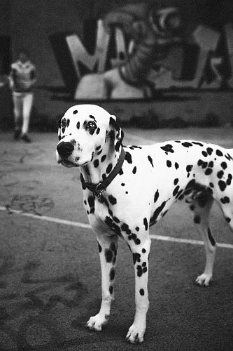 Harley Quinn great dane