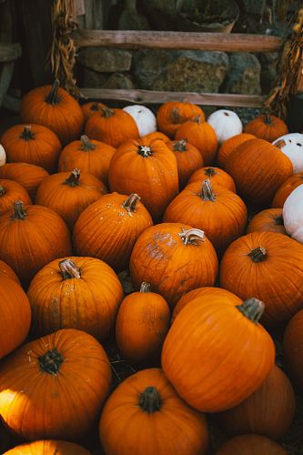 orange pumpkins