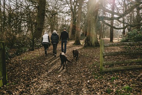 people walking along forest
