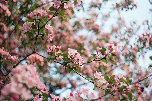pink petaled flowers