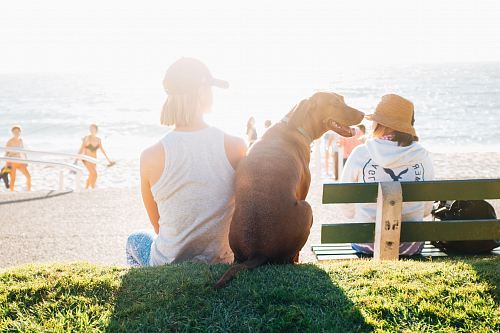short-coated brown dog sit beside person wearing white tank top near beach during daytime