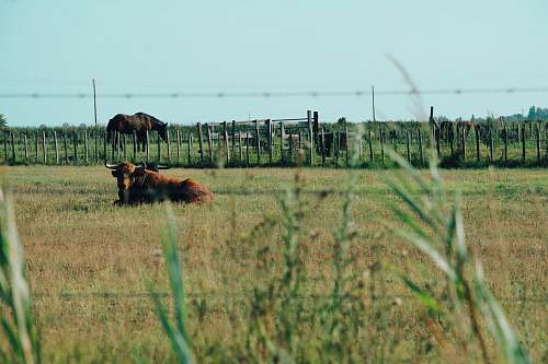 cattle brown cow lying on grass cow