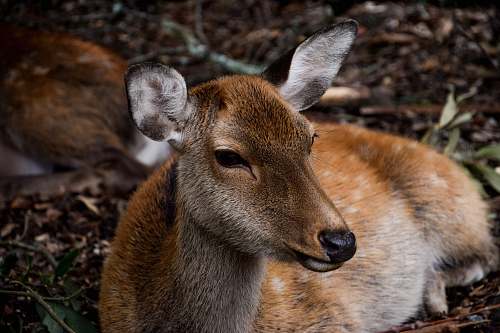 wildlife deer lying down deer