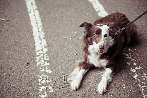 dog long-coat brown and white dog pet