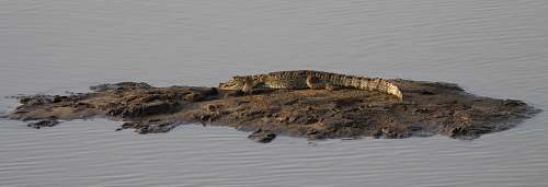 alligator  animal