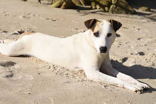 canine short-coated white and tan dog lying on gray sand pet