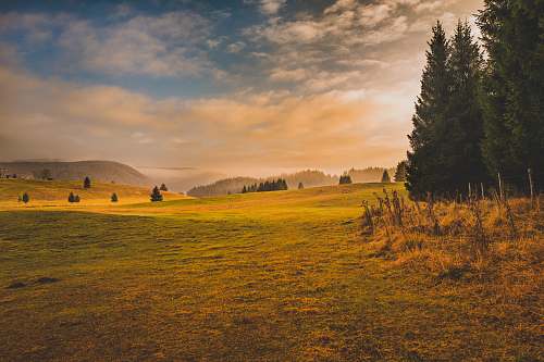 tree grass field and pine trees during golden hour outdoors