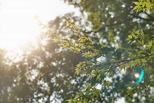 light sun shining over trees tree