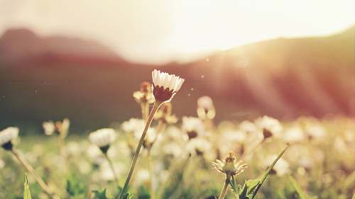 spring white petaled flowers flora