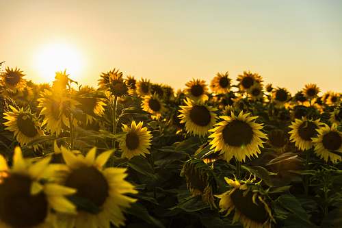 sunflower yellow sunflower field during sunset blossom