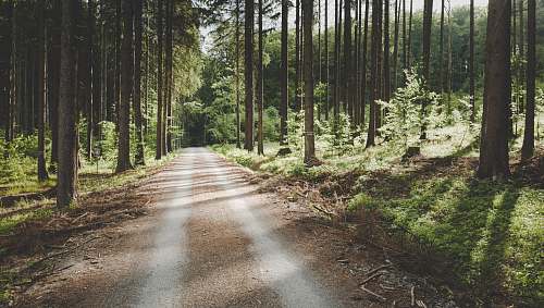 road pathway between tall trees dirt road