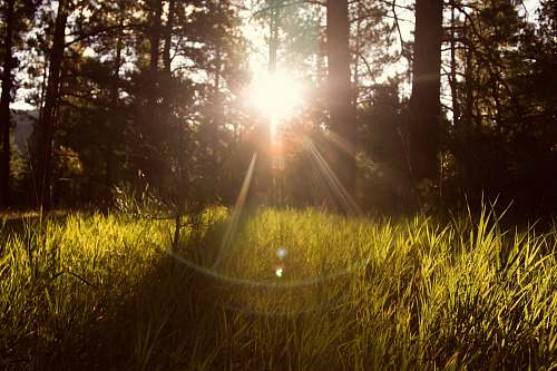sunshine sunlight through trees green