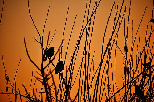 bird silhouette of bird on stick india