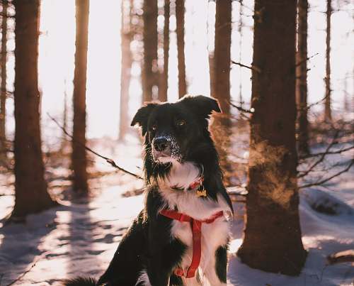 person short-coated black and white dog near trees closeup photogrpahy dog