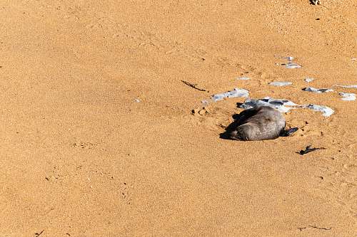 outdoors seal lying on sand sand