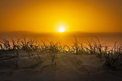 sand grass and white sand under golden hour soil