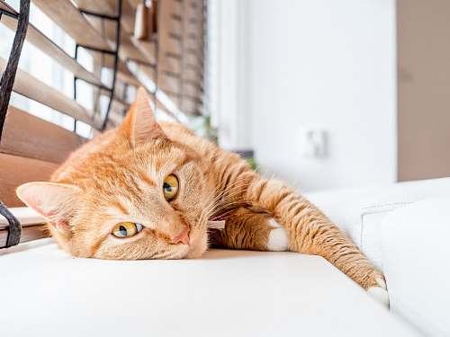mammal orange tabby cat lying on white surface abyssinian