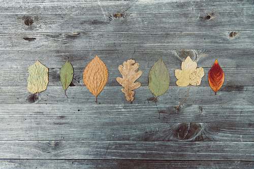 leaf assorted-color leaves wood