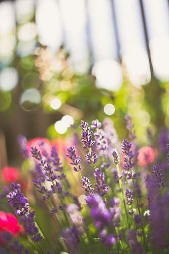 blossom purple-petaled flowers with green leaves flower