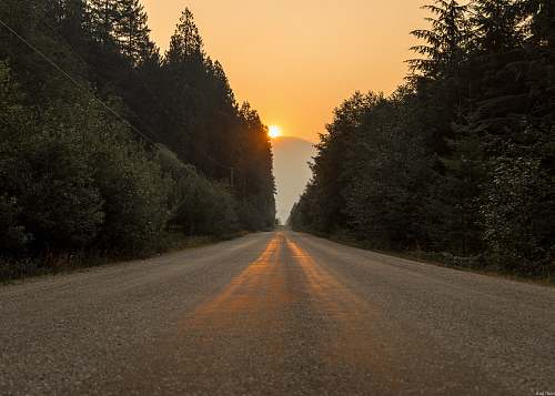 gravel gray dirt road in between trees at sunset dirt road