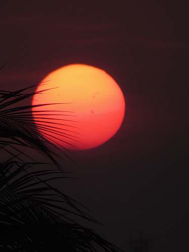 orange photo of sun leaves