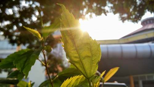 sunlight shinning light with green leaf sprout plant