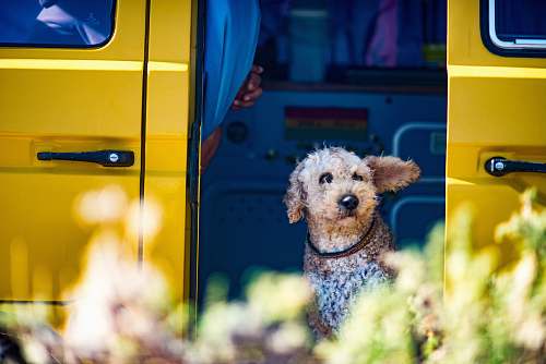 dog dog on doorway of van bus