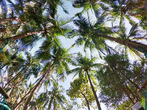 arecaceae coconut trees low angle photography plant