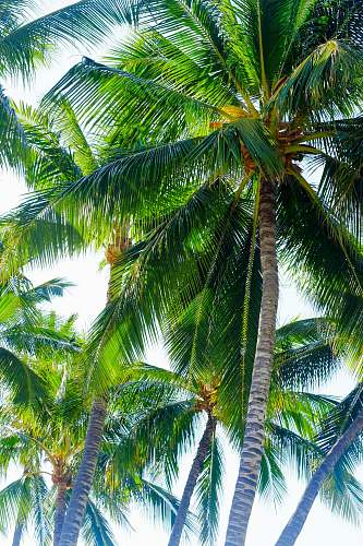 arecaceae palm trees palm tree